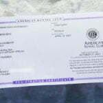 Juno All Black Female German Shepherd Dog Certification