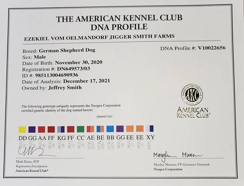 Jupiter-German-Shepherd-Dog-Male-Breeder-American-Kennel-Club-Certification---Smithfarms-German-Shepherd-5 Jupiter German Shepherd Dog Male Breeder American Kennel Club Certification Smithfarms German Shepherd 5