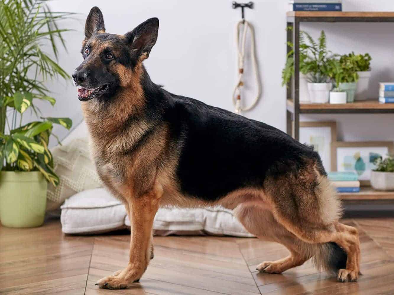 What Is The Rarest Color Of The German Shepherd?