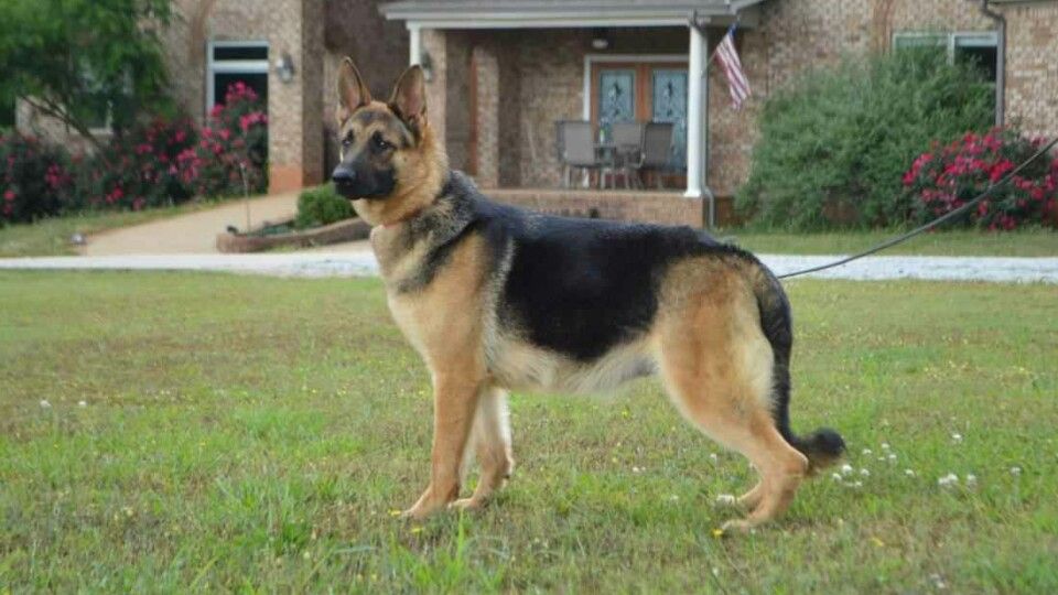 American Show Line German Shepherds