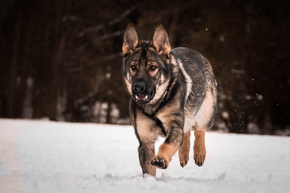 Czech Working Lines German Shepherds