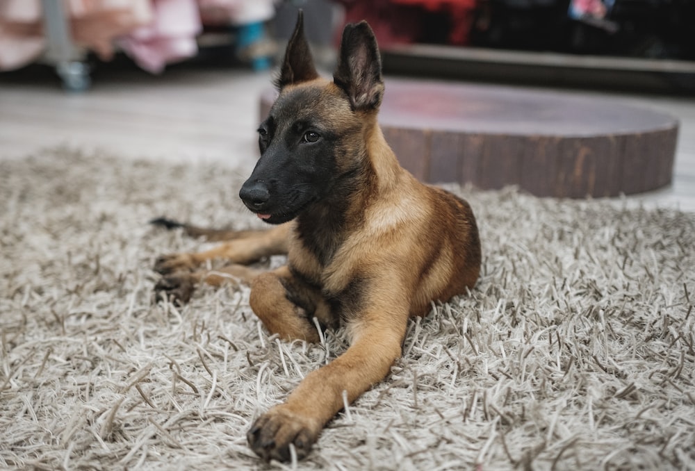 Dogs That Look Like German Shepherds-Belgian Malinois