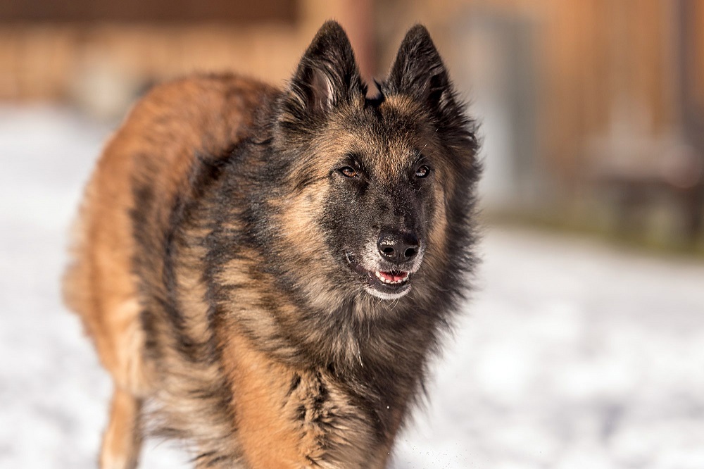Dogs That Look Like German Shepherds - Belgian Tervuren