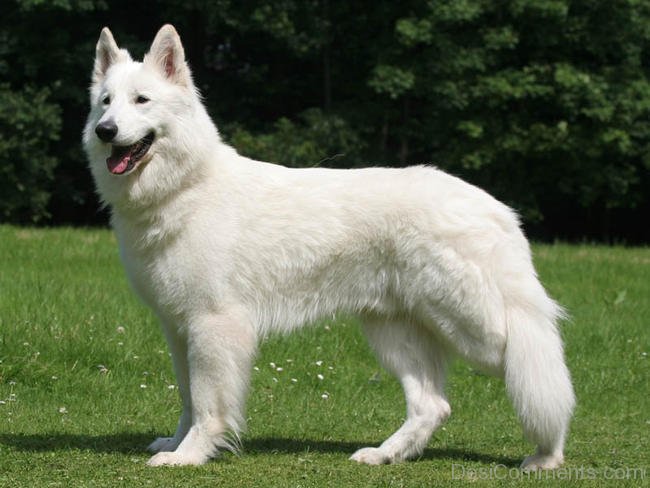 Dogs That Look Like German Shepherds - Berger Blanc Suisse