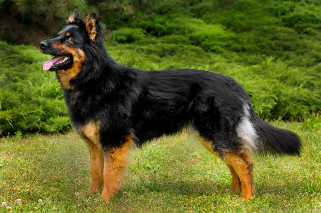 Dogs That Look Like German Shepherds - Bohemian shepherd
