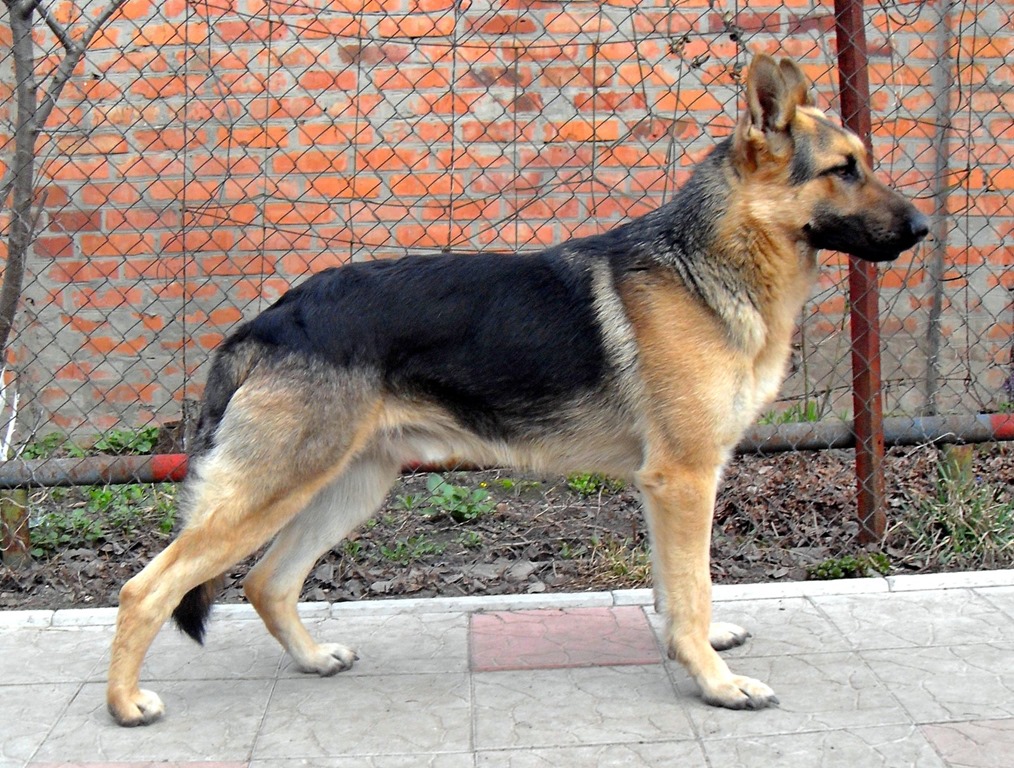 Dogs That Look Like German Shepherds - Byelorussian shepherd