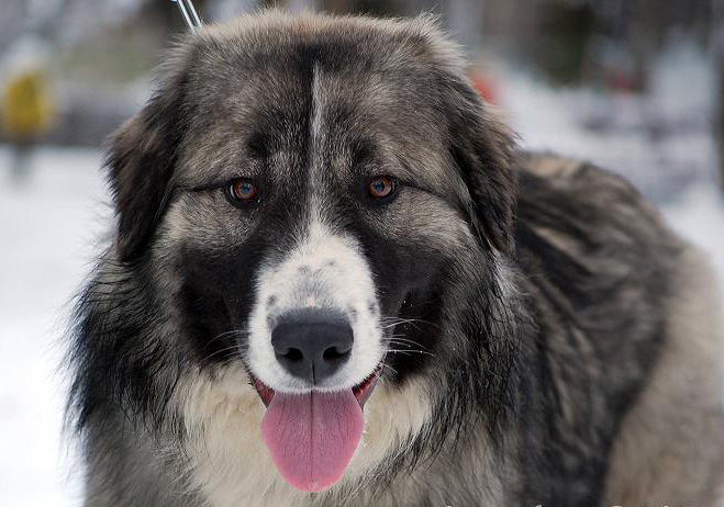 Dogs That Look Like German Shepherds - Carpathian shepherd dog