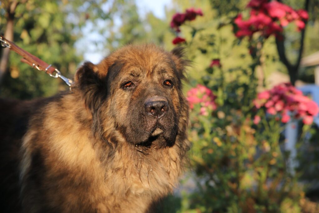 Dogs That Look Like German Shepherds - Caucasian dog