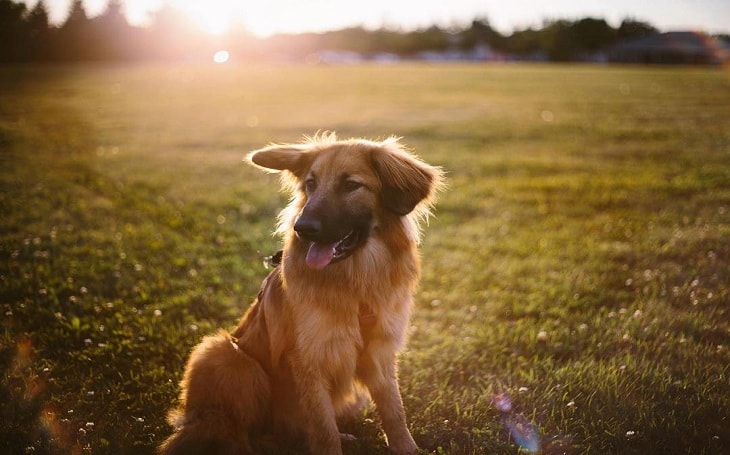 Dogs That Look Like German Shepherds - Chinook dog