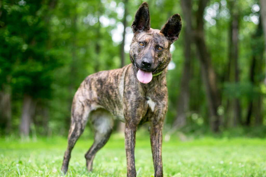 Dogs That Look Like German Shepherds - Dutch shepherd