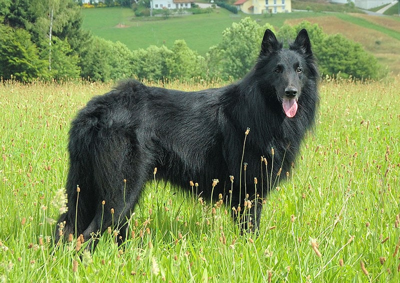 Dogs That Look Like German Shepherds - Groenendaels