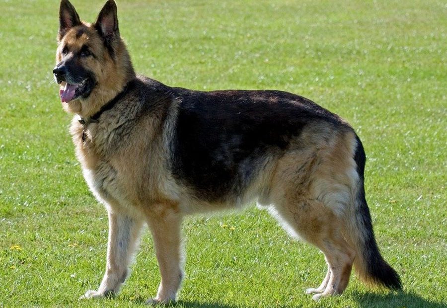 Dogs That Look Like German Shepherds - King Shepherd