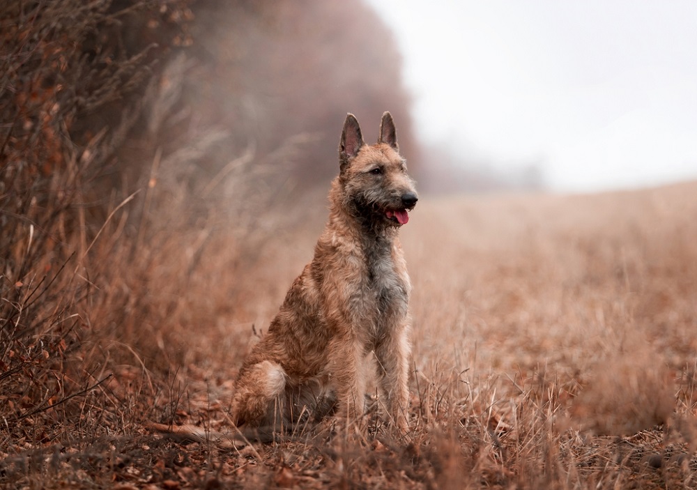 Dogs That Look Like German Shepherds - Laekenois