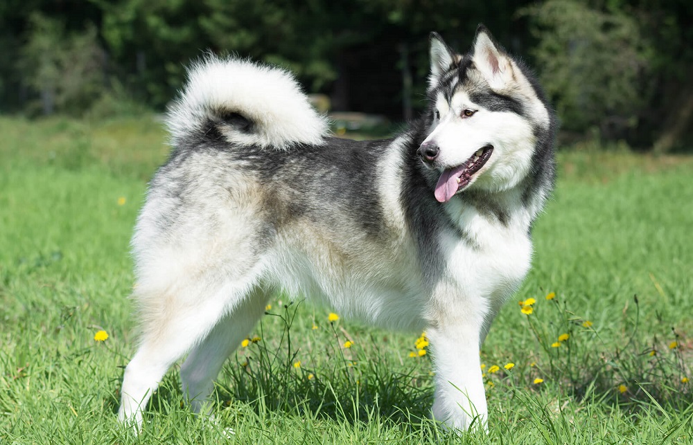 Dogs That Look Like German Shepherds - Malamute