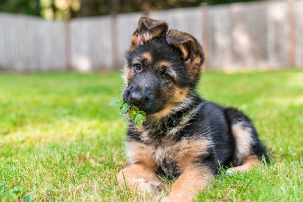 Dogs That Look Like German Shepherds - Miniature German shepherd