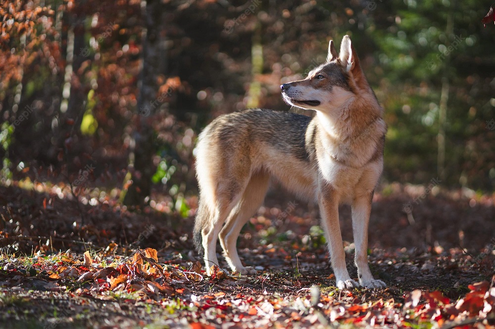 Dogs That Look Like German Shepherds - Northern Inuit dog