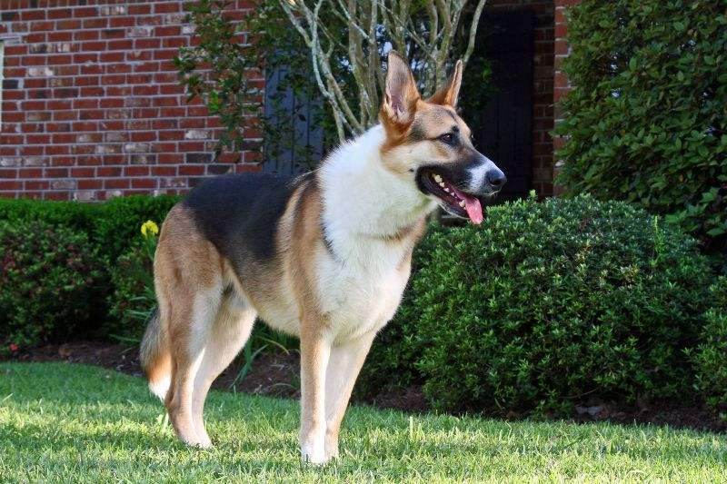 Dogs That Look Like German Shepherds - Panda shepherd