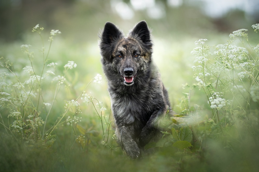 Dogs That Look Like German Shepherds - Shiloh shepherd