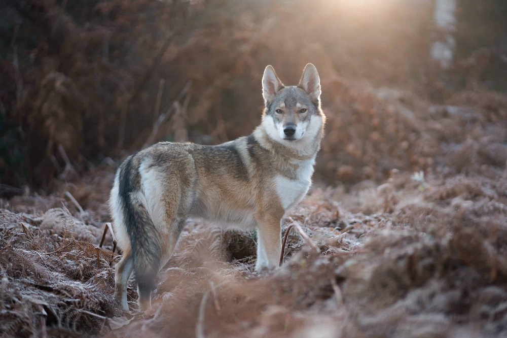 Dogs That Look Like German Shepherds - Tamskan