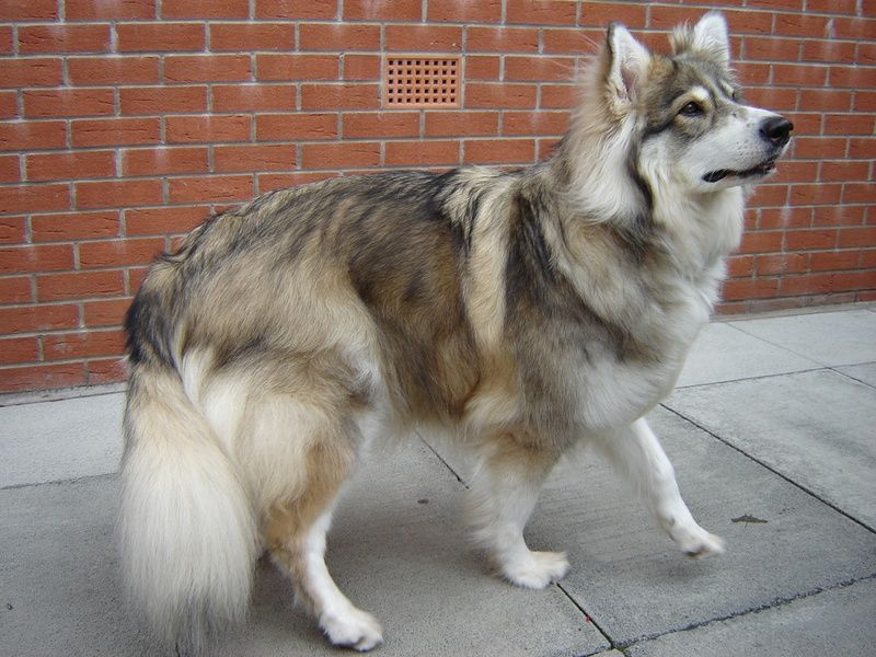Dogs That Look Like German Shepherds - Utonogan