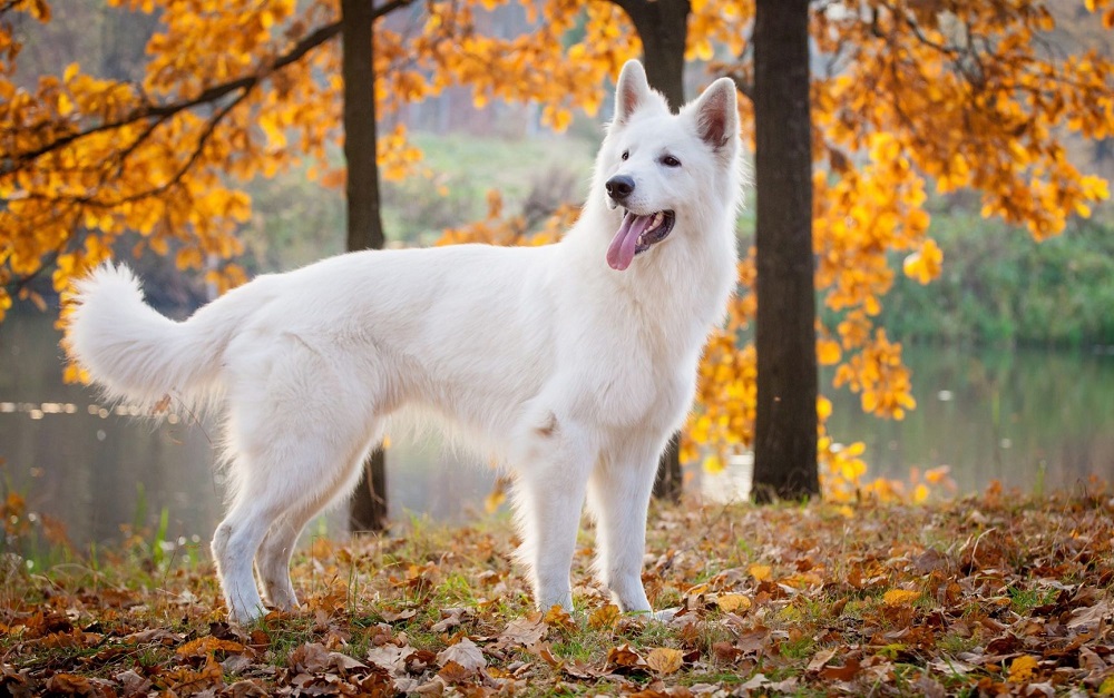 Dogs That Look Like German Shepherds - White Swiss Shepherd Dog