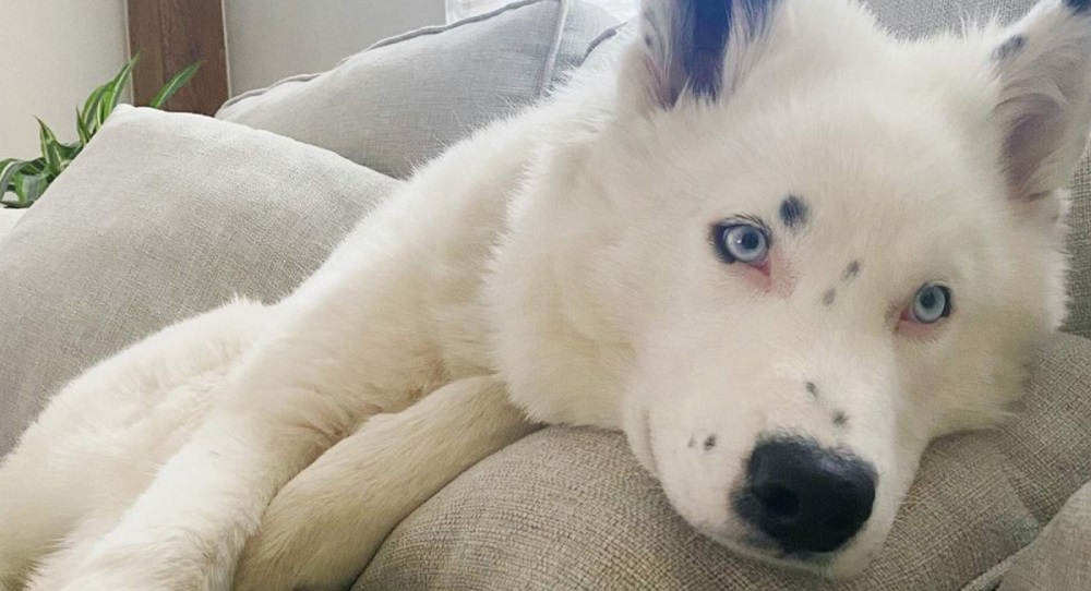 Dogs That Look Like German Shepherds - Yakutian Laika