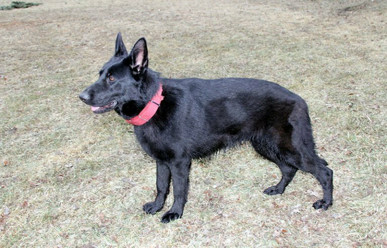 East German DDR Working Line German Shepherds