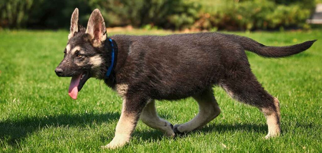 European Show Line German Shepherds