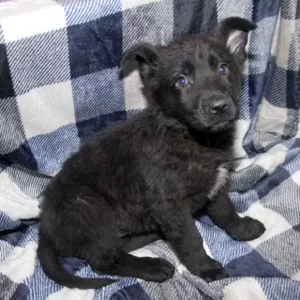 Female German Shepherd Puppies For Sale