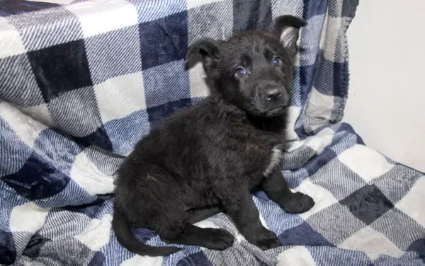 Female German Shepherd Puppies For Sale