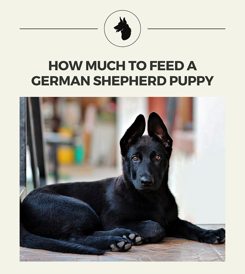 How Much To Feed A German Shepherd Puppy » SmithFarms