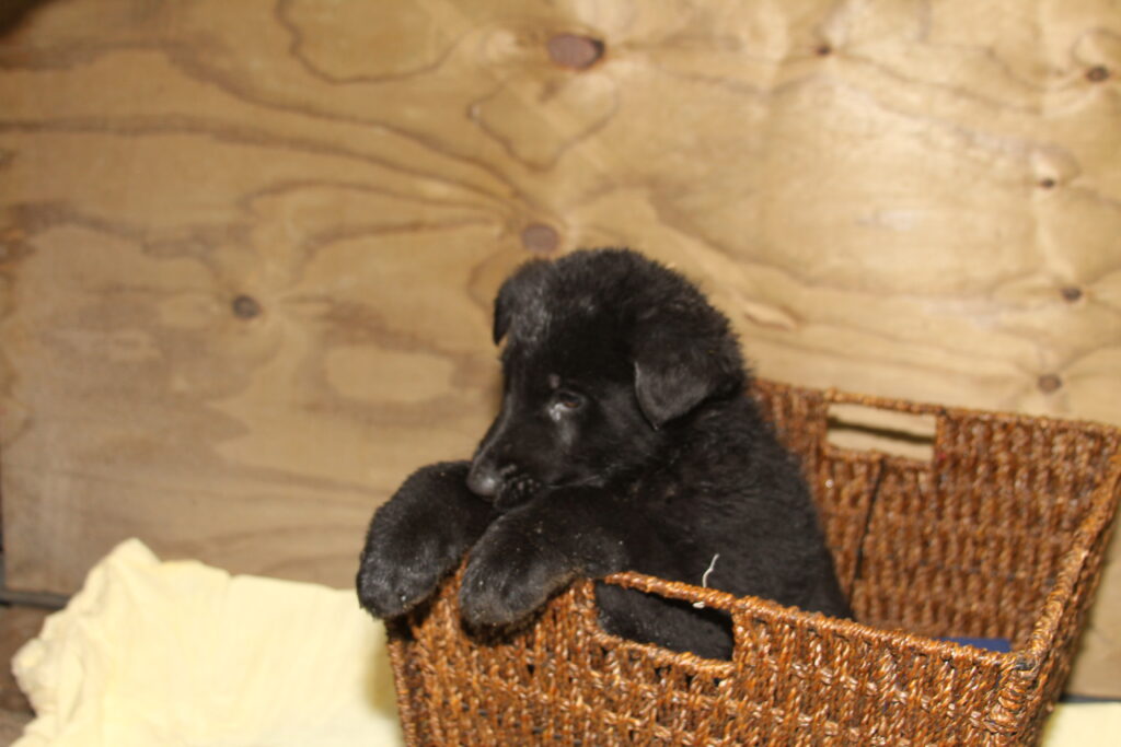 Betty & Jigger Male Puppy 3 (100 DDR) Smith Farms