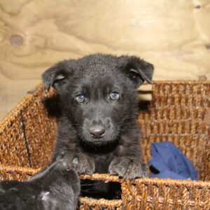 boy puppy