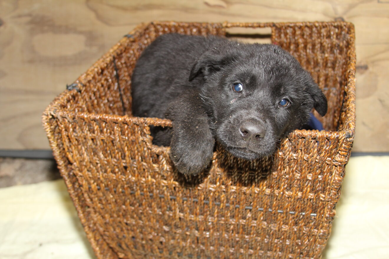 Betty & Jigger Male Puppy 2 (100 DDR) Smith Farms