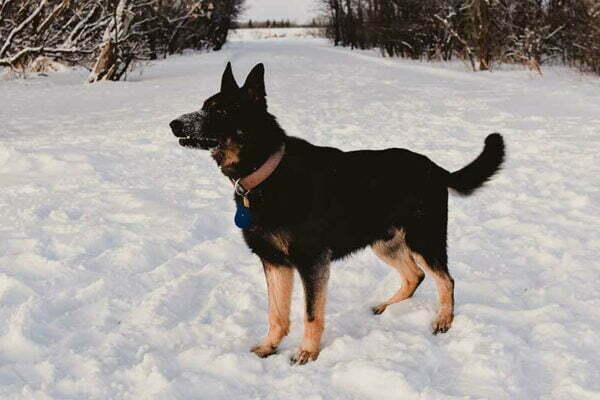 Adult German Shepherd For Sale