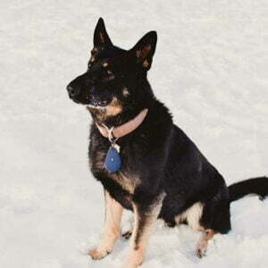 Adult German Shepherd For Sale