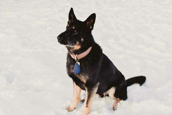 Adult German Shepherd For Sale