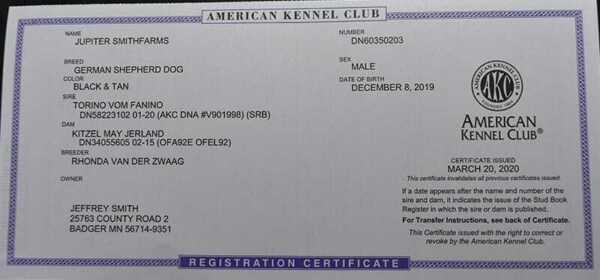 Jupiter German Shepherd Dog Male Breeder American Kennel Club Certification Smithfarms German Shepherd