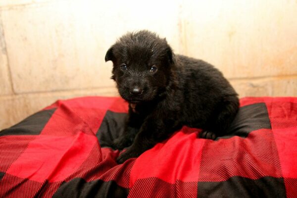 Female German Shepherd Puppies For Sale