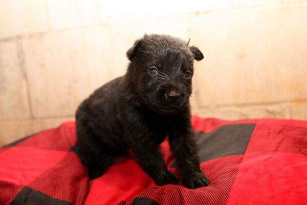 Female German Shepherd Puppies For Sale