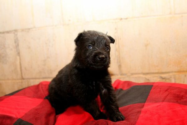 Female German Shepherd Puppies For Sale