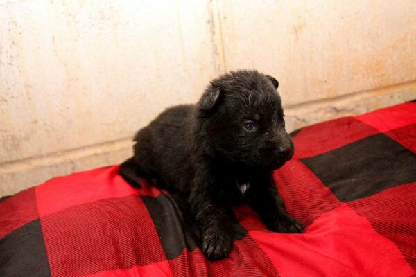 Female German Shepherd Puppies For Sale