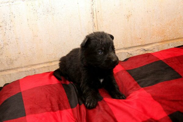 Female German Shepherd Puppies For Sale