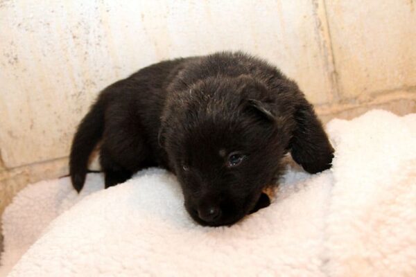 Male German Shepherd Puppies For Sale