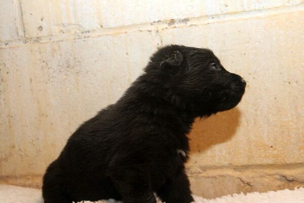 Male German Shepherd Puppies For Sale