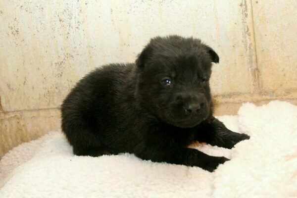 Male German Shepherd Puppies For Sale