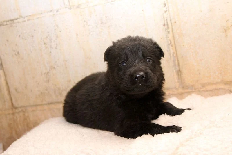 Male German Shepherd Puppies For Sale Male German Shepherd Puppies For Sale