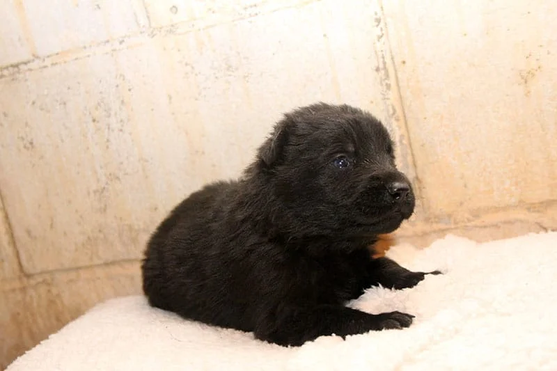 Male German Shepherd Puppies For Sale Male German Shepherd Puppies For Sale