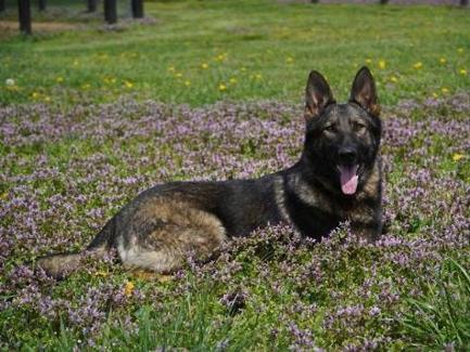 Sable German Shepherd Puppies For Sale