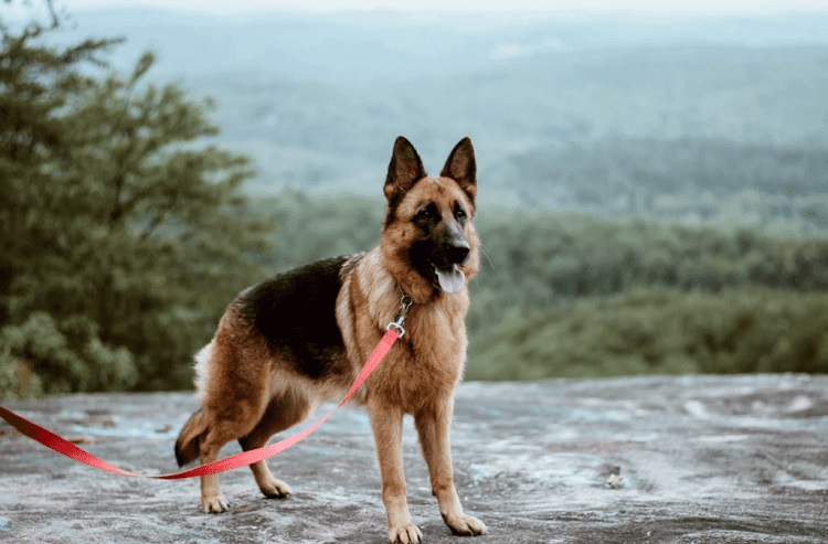 West-German Working Line German Shepherds